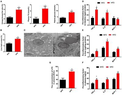 The Mechanism of Lipopolysaccharide Escaping the Intestinal Barrier in Megalobrama amblycephala Fed a High-Fat Diet